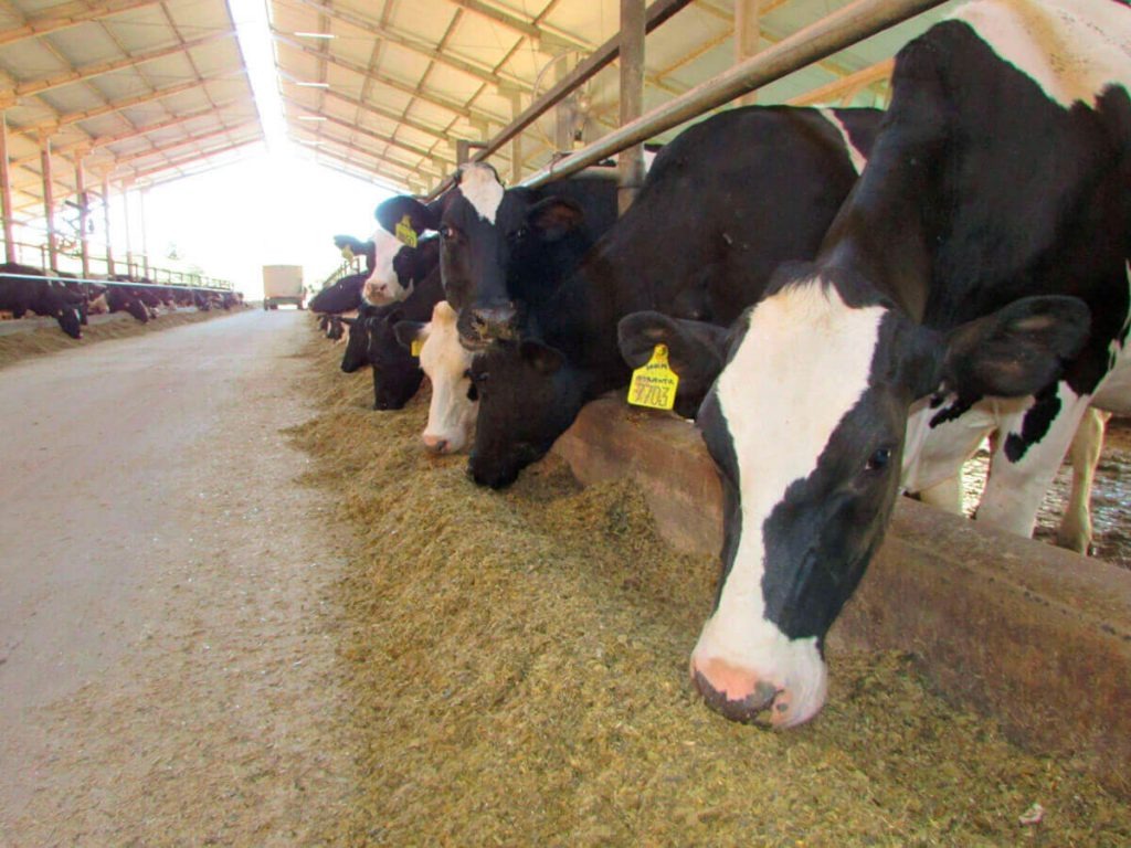 Febre aftosa: campanha de vacinação começa no dia 1º de maio