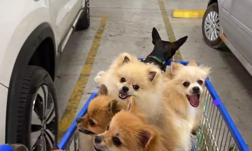 Três cachorros em MG morrem por causa de petisco com substância tóxica