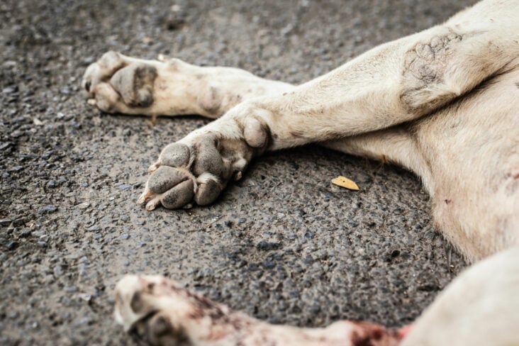 Projeto de lei torna obrigatório socorrer animais atropelados