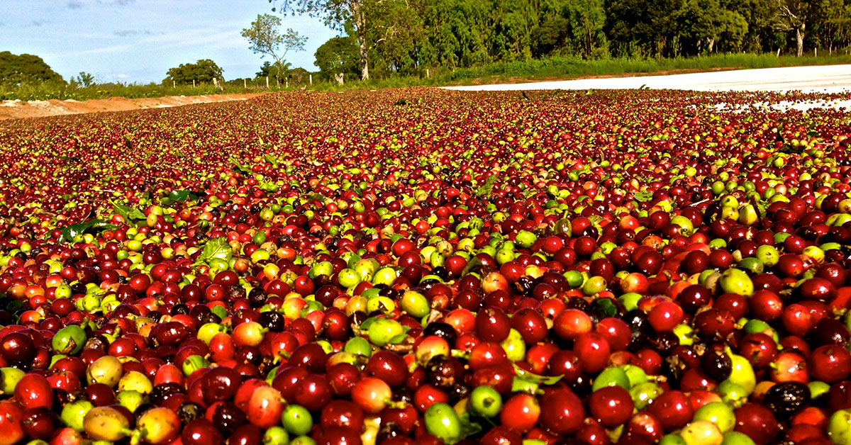 Potência do agro vem do cooperativismo