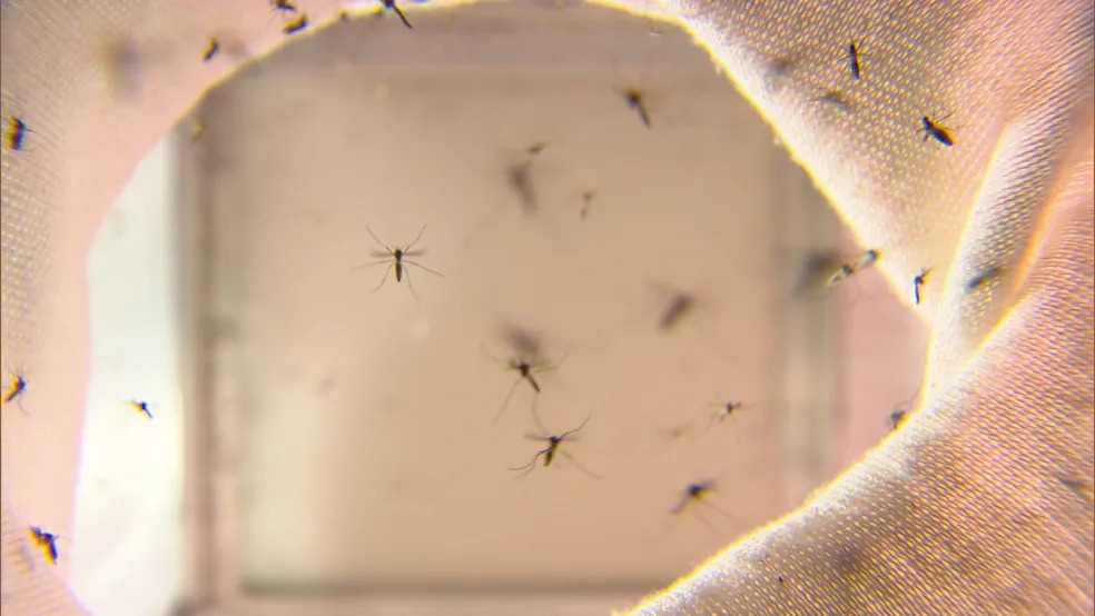Governo de Minas decreta situação de emergência devido ao alto número de casos de dengue