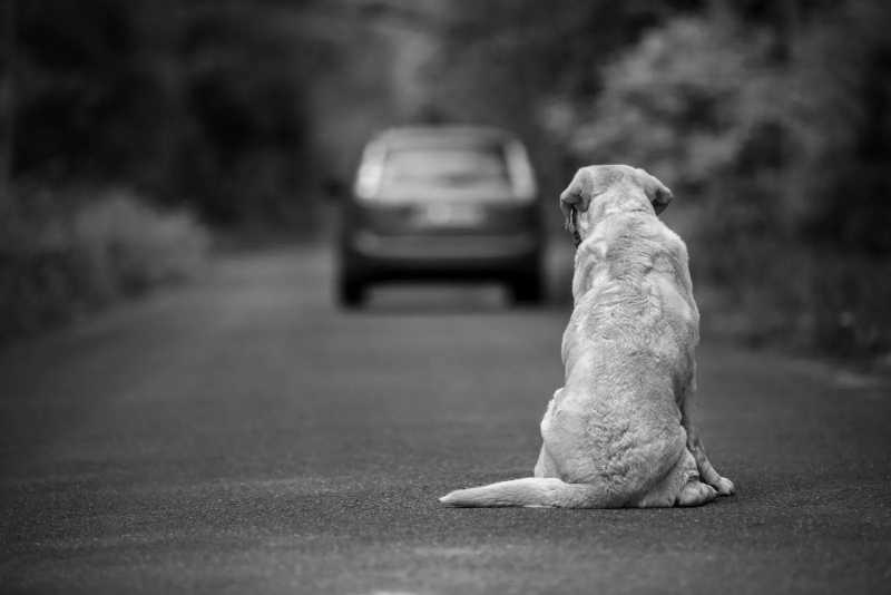 Aprovado projeto que torna cr1m3 e infração de trânsito usar veículo para abandonar animais em via pública