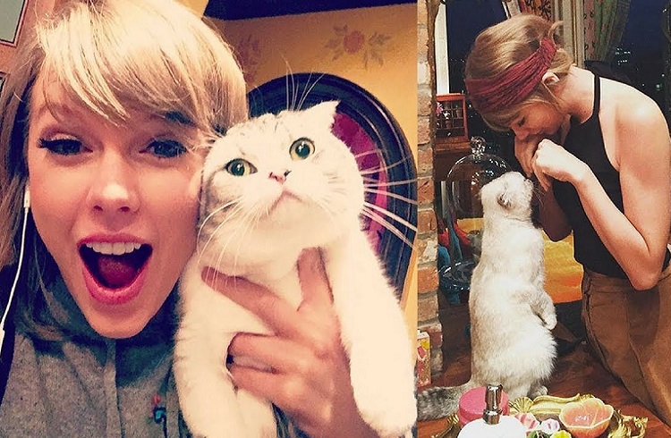 Gata de Taylor Swift é o 3º animal mais rico do mundo; confira lista