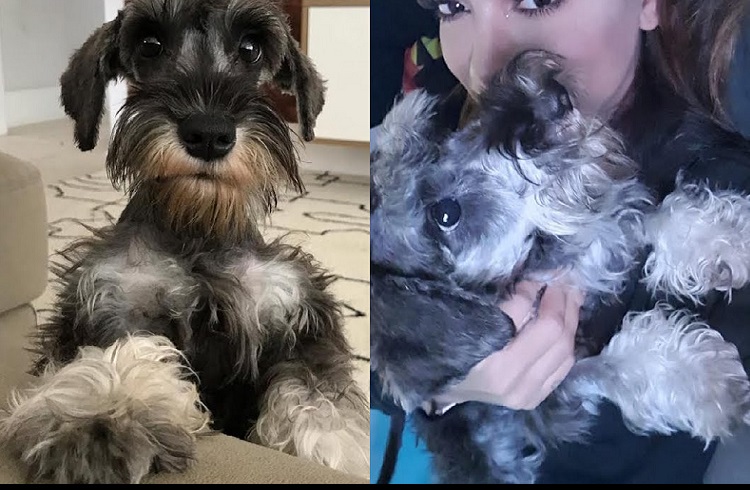 Anitta lamenta morte de seu cachorro Afonso
